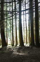 Spiritual counselling