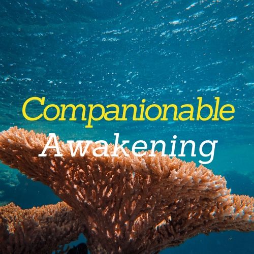Companionable Awakening